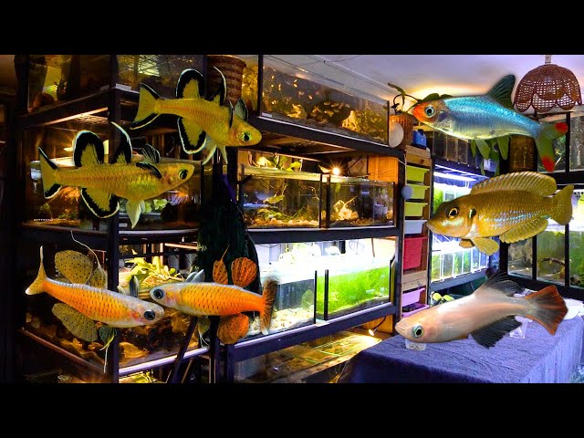 The Best Nano Fish Collection | In Depth Tour class=