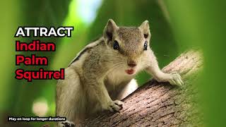 Indian Palm Squirrel Voice | Squirrel Sound | Find and call Indian Squirrel by Anilove 86,575 views 2 years ago 1 minute, 15 seconds