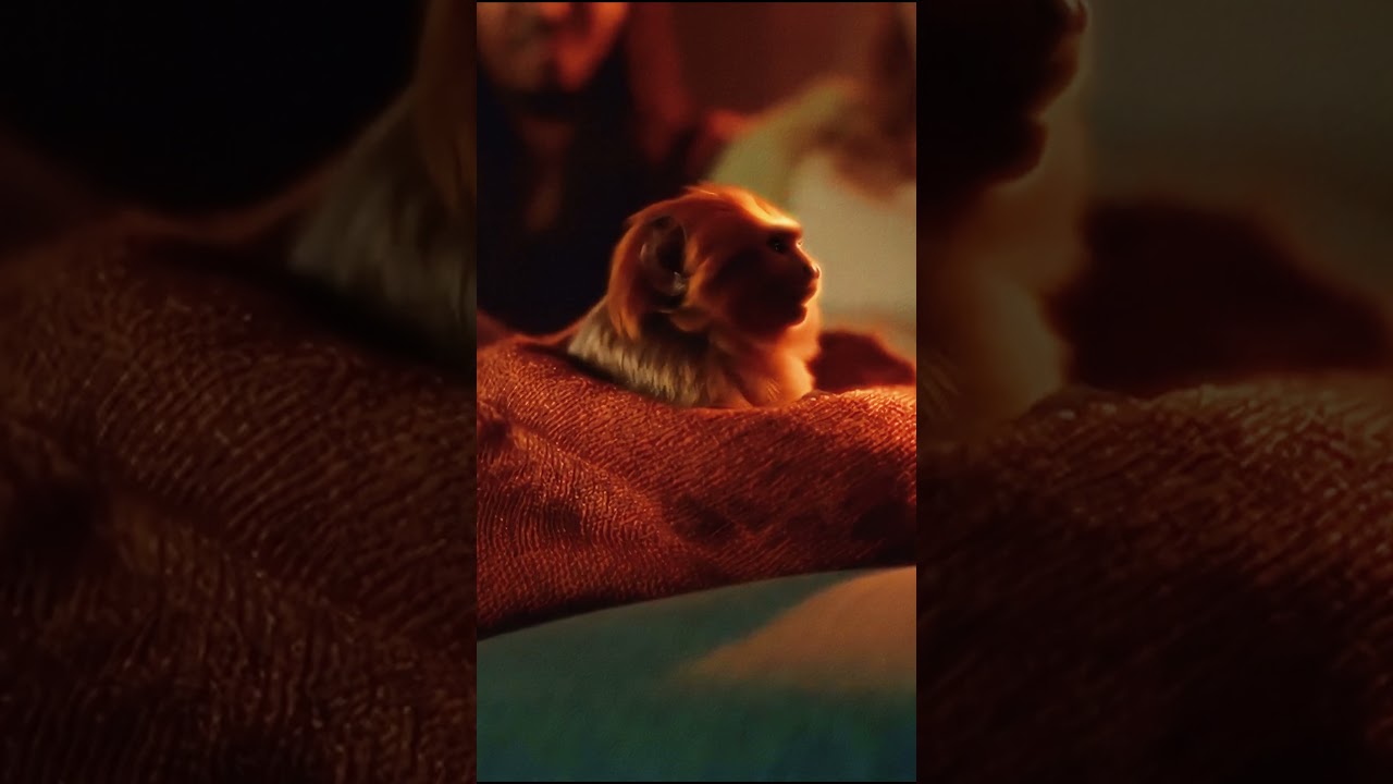 A Cozy, Rainy Afternoon | Golden Tamarind Monkey