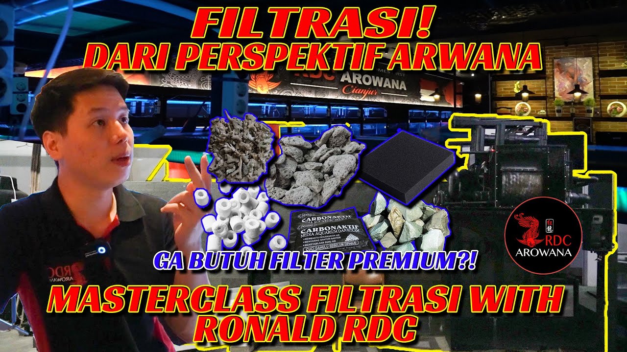 ARWANA GA BUTUH FILTRASI PREMIUM?! KELAS FILTRASI BERSAMA RONALD RDC AROWANA!