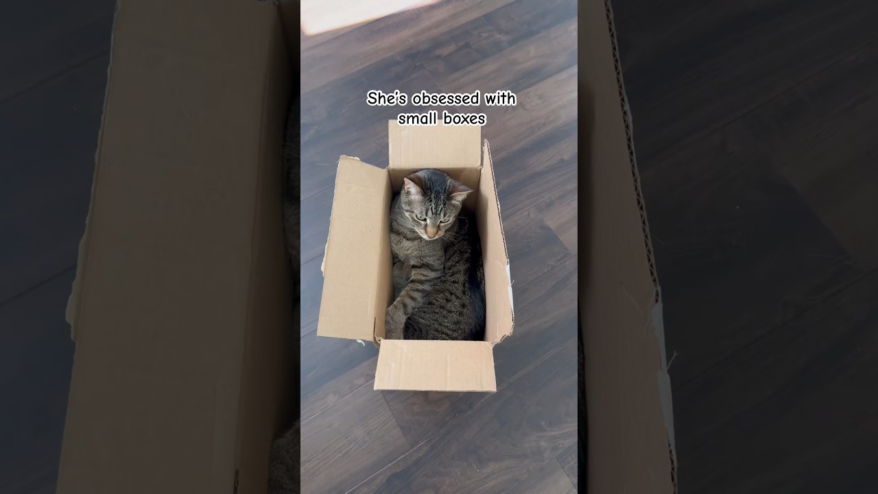 The easiest way to entertain your cat 