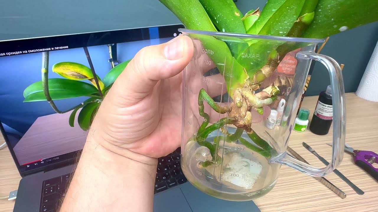 лучший способ спасти орхидею от гниения
