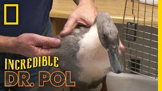 Mending a Broken Wing | The Incredible Dr. Pol Resimi