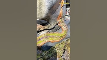 Cách đi rãnh đá ghép cây bonsai