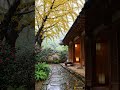 Rain &amp; Piano Under Golden Ginkgo Tree 🍂 Autumn Rain for Sleep &amp; Study