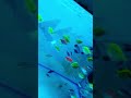 Fish Lover A S Fish World Viral Shorts Fish Lover A S Fish World Viral Shorts