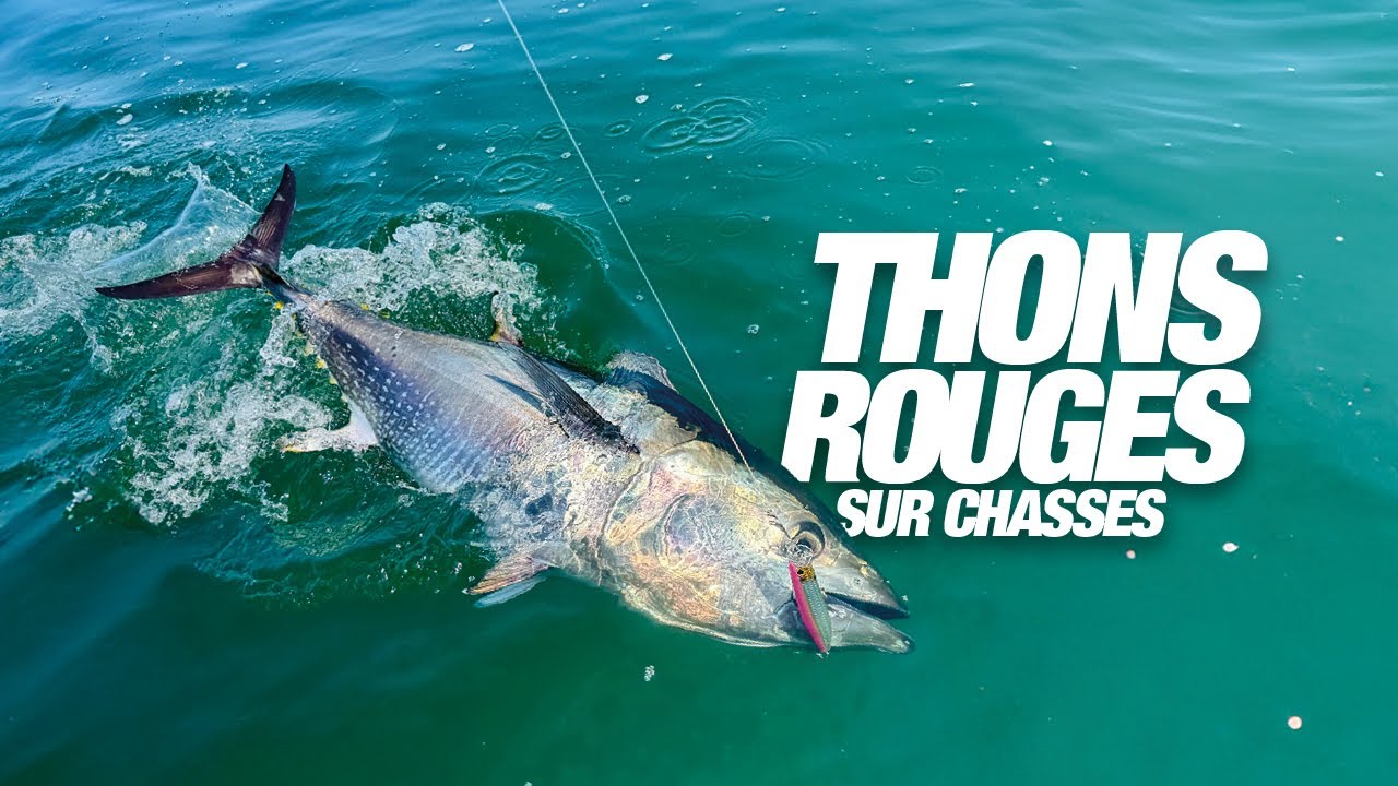 Appât De Thon Leurre Coulant D'eau Douce Salée Matériel Pêche En Mer