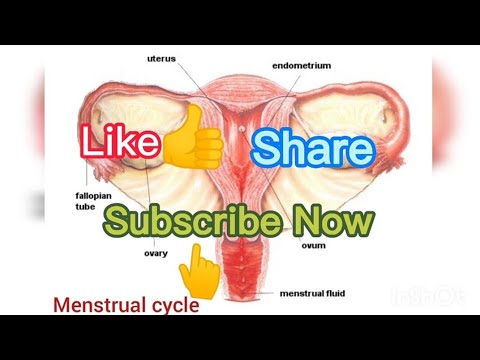 Health education female reproductive system (menstruation cycle, hormones and regulations)