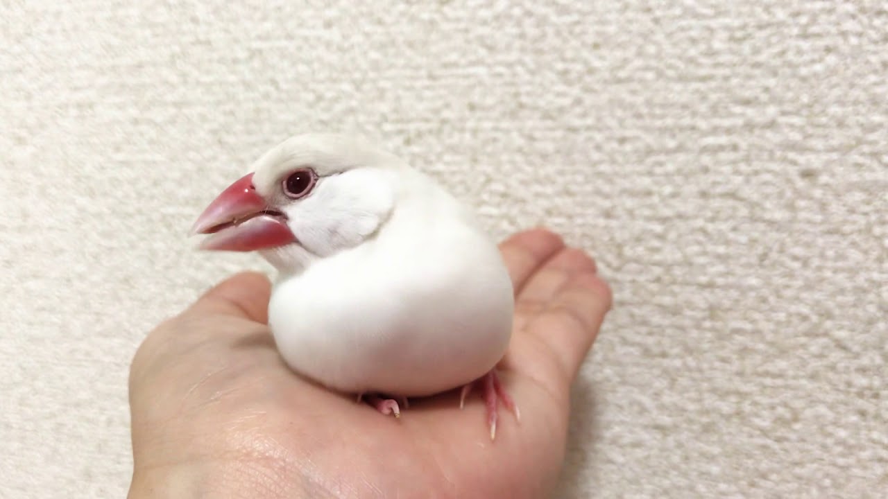 文鳥 手のひら で 寝る