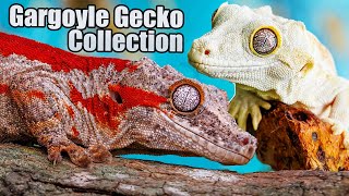TikisGeckos Gargoyle Gecko Collection!