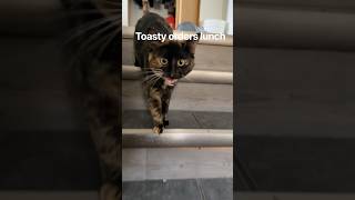 A lunch date with #toastythecat #cutecat #viralcats #ttendingshort A lunch date with #toastythecat #cutecat #viralcats #ttendingshort