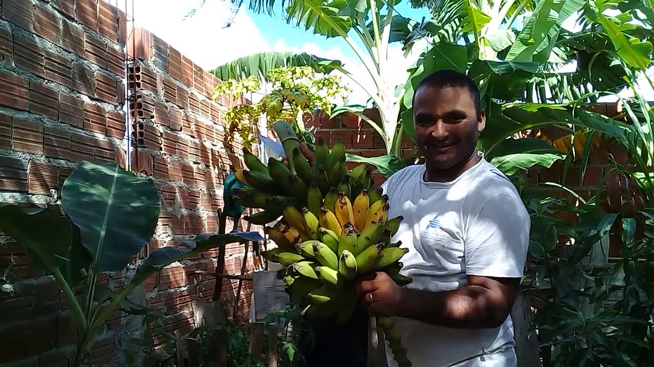 Colhendo Banana no quintal sem agrotóxicos - YouTube