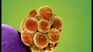 İğne Ucundaki 3 Günlük Insan Embriyosu