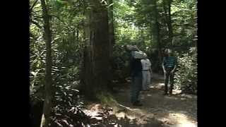 OldGrowth Forests: Pennsylvania's Forgotten Giants