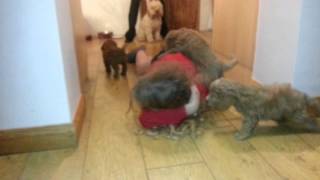 Cockapoo puppies nearly 7 weeks old by Natalie AC 7,069 views 10 years ago 5 minutes, 5 seconds