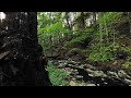 Nature Experience of Black Forest in VR #1: Creek with Birds Singing to Relax, Meditate, Calm Down