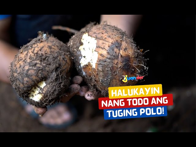 Eva Mendes 90-yillarda porno filmlarda rol oynagan. Osiyo qattiq porno