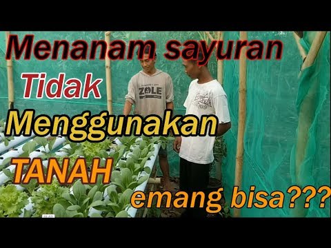 CARA MENANAM SAYURAN HIDROPHONIK DI GREENHOUSE 