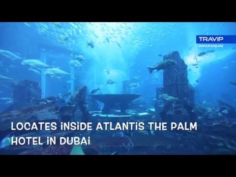 The Lost Chambers Aquarium at Atlantis The Palm Dubai