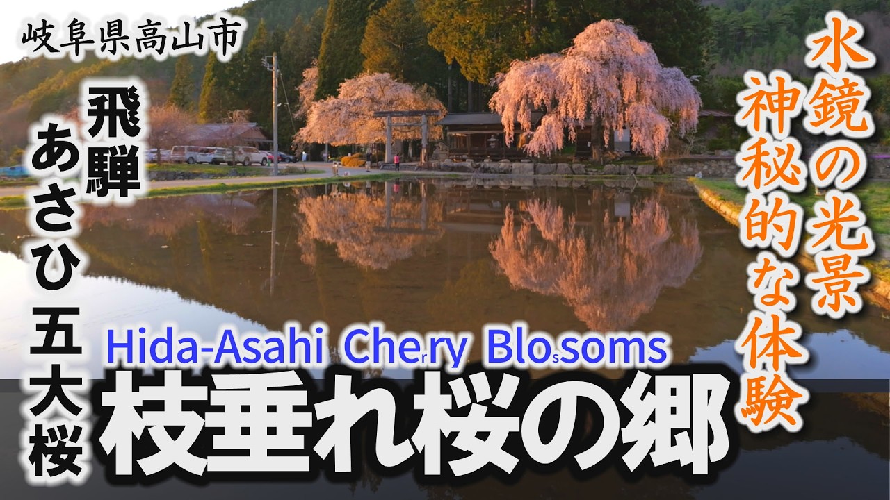 桜】飛騨あさひ5大桜「枝垂れ桜の郷」水田に映り込む神秘的な体験