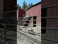 Ostrich Yearlings
