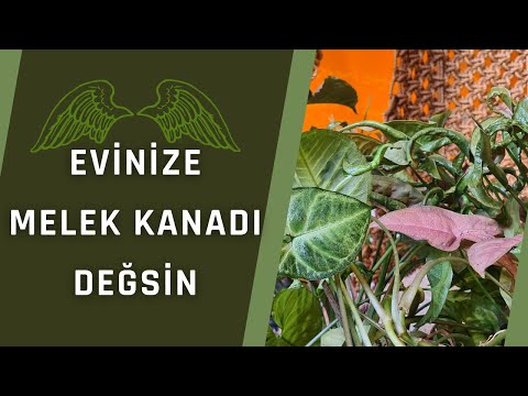 Video: Syngonium: Kulak Ve Bacak Yapraklı, 