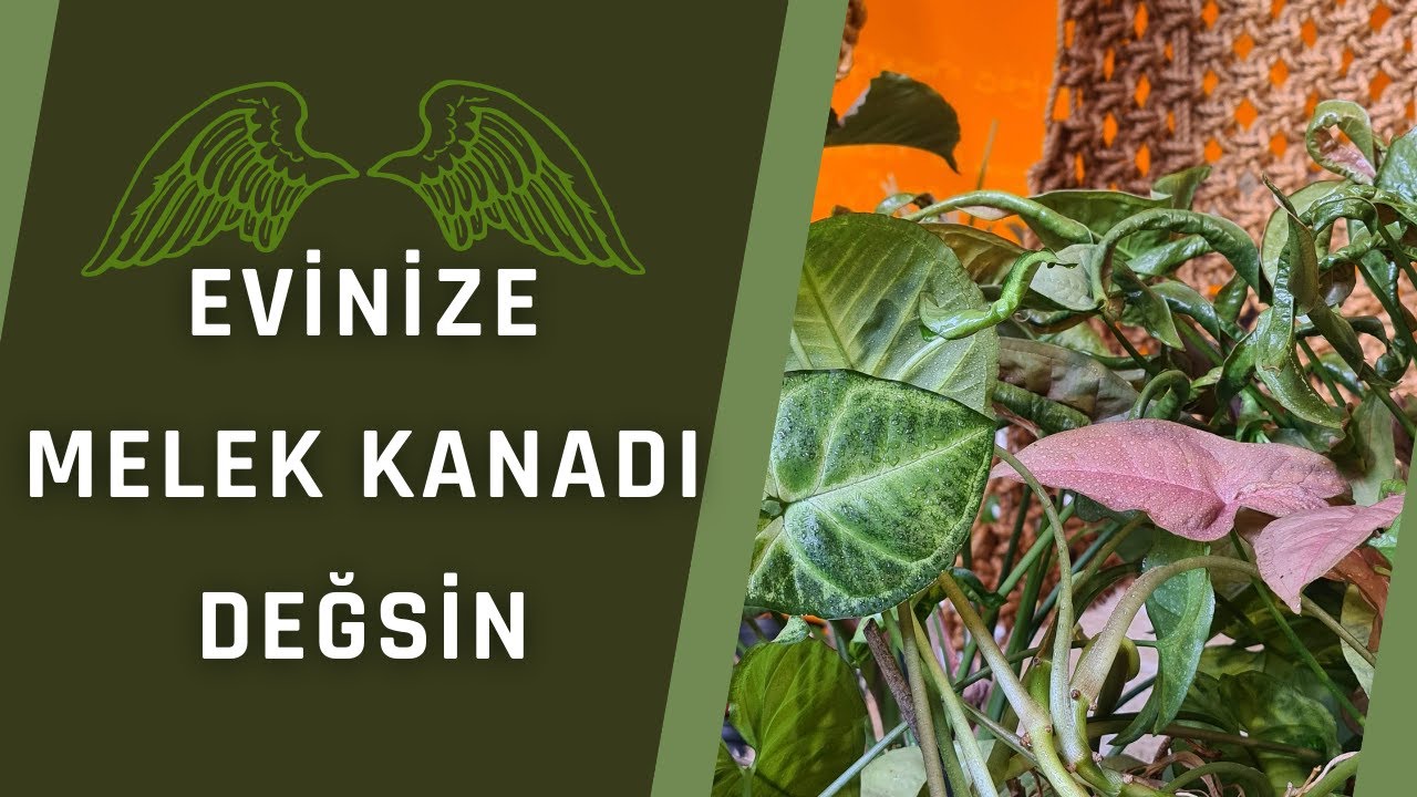 SYNGONIUM/MELEK KANADI
