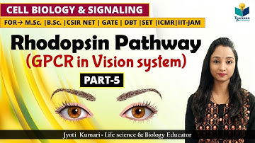 GPCR IN VISION SYSTEM | GPCR (Part-5) | CSIR NET | ROD CELL SIGNALING