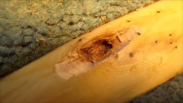 Repair to back of yew bow