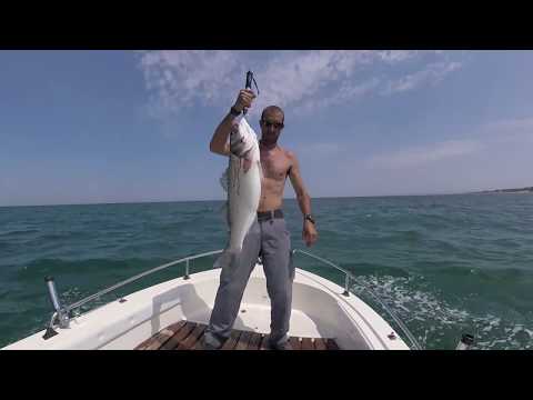 Spigola a spinning – pesca in mare dalla barca