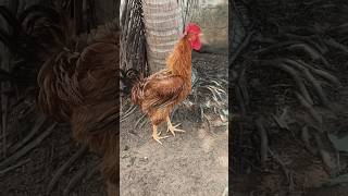 O Primeiro Canto Do Frango Caipira Frisado