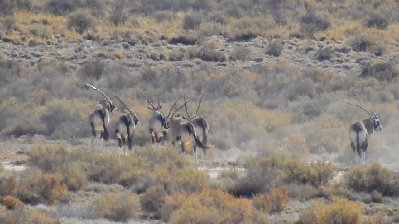 Oryx or Gemsbok herd running at White sands missile range ExploreNM 
