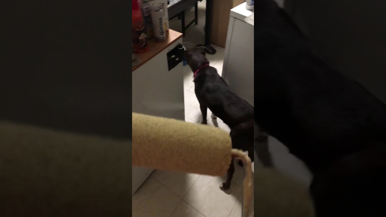 How josie became yellow