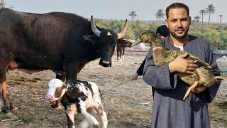 مكتفاش بضرب اسعار الجاموس العراقي والمنوفي دا مرزوق بطه بيوزع بط كمان علي كل جاموسه الجاموسه ب ٦٤الف