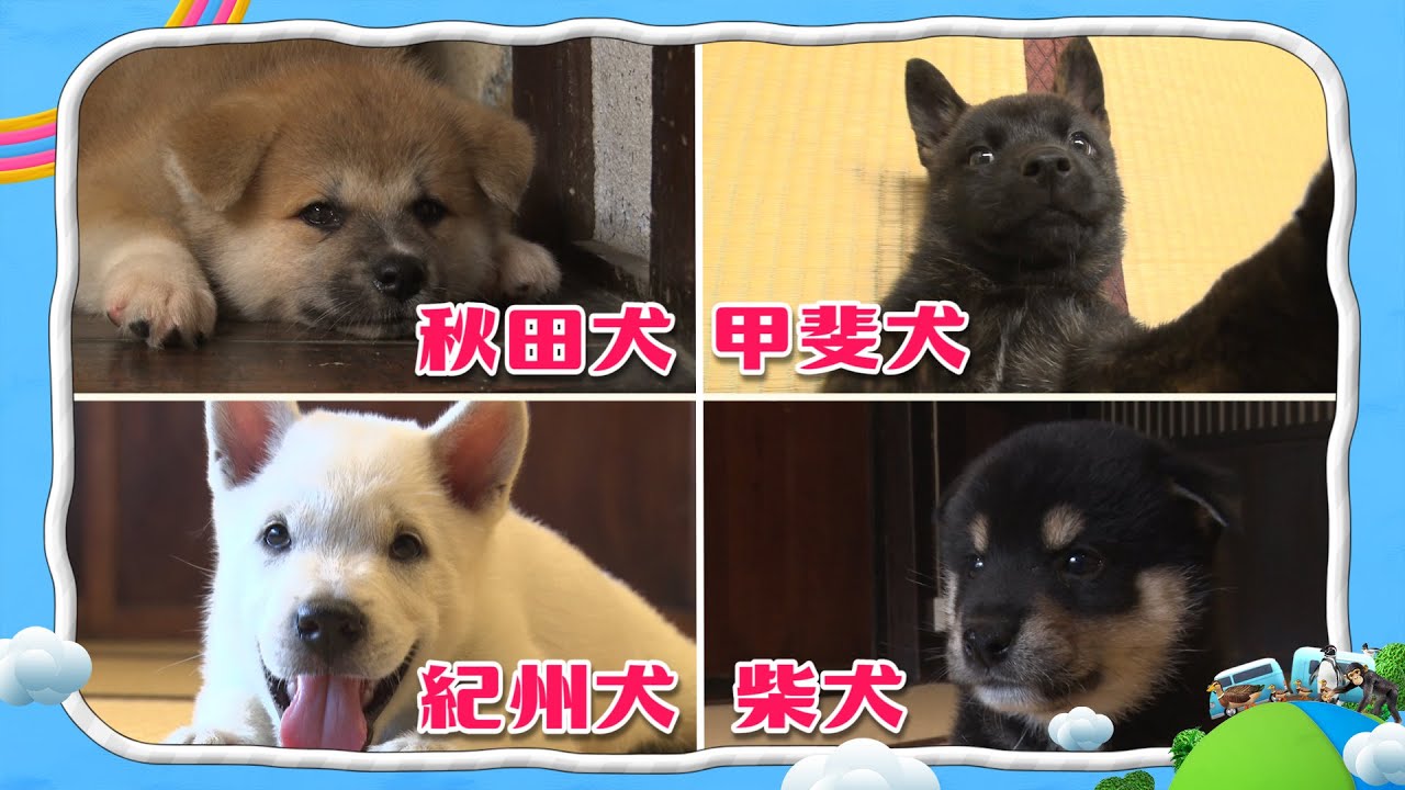悶絶注意 可愛い日本犬赤ちゃんまとめ I Love みんなのどうぶつ園公式 どうぶつ大好き新人スタッフ作成 Youtube
