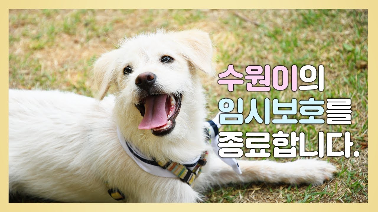 수원이의 임시보호를 종료합니다
