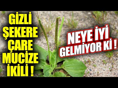 Gizli Şekere Çare Mucize Bitki GÖRDÜĞÜNÜZ YERDE MUTLAKA TOPLAYIN