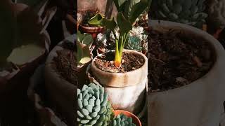 Kakteen, Sukkulenten und Karnivoren in a cornish glasshouse #cornwall 😎🌵