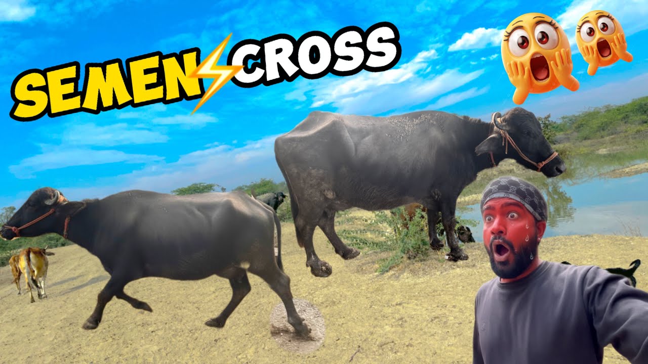Kaali Khet Se Bhag Gae😱Khatrnak Hit Pe H🐃Semen Ya Bull Cross🥵