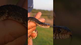 The Florida Water Snake: Dangerous or Misunderstood? #wildlife #floridawildlife #animal #snake