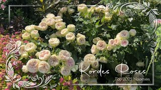 картинка: Kordes Roses: представляем лучшие сорта 2025 года! • Французские садовые розы