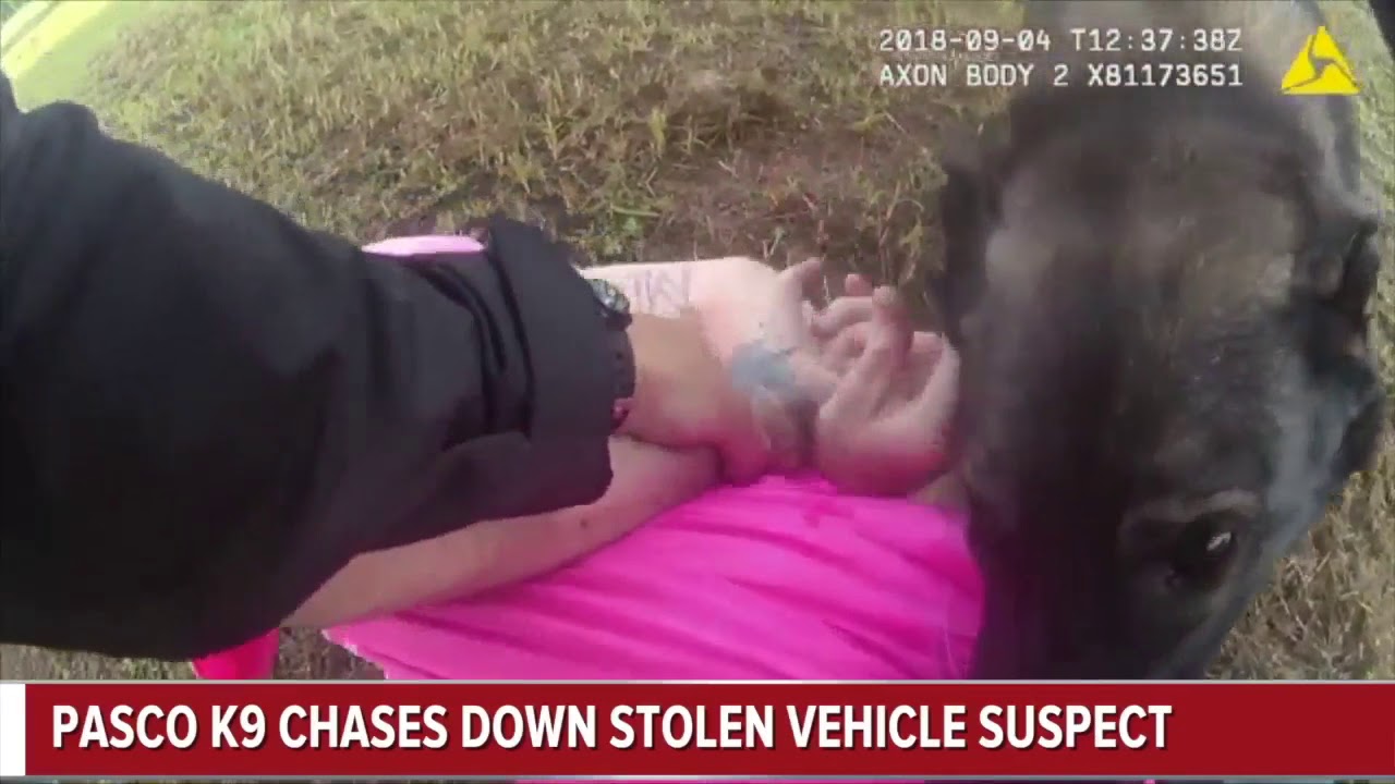 Body cam video shows Pasco K9 chasing down stolen vehicle suspect - YouTube
