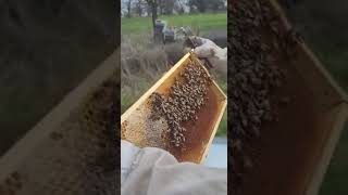 Pcele 17 Mart 2023 3 Kontrola  Bienen              Bee Bosna  Deutschland