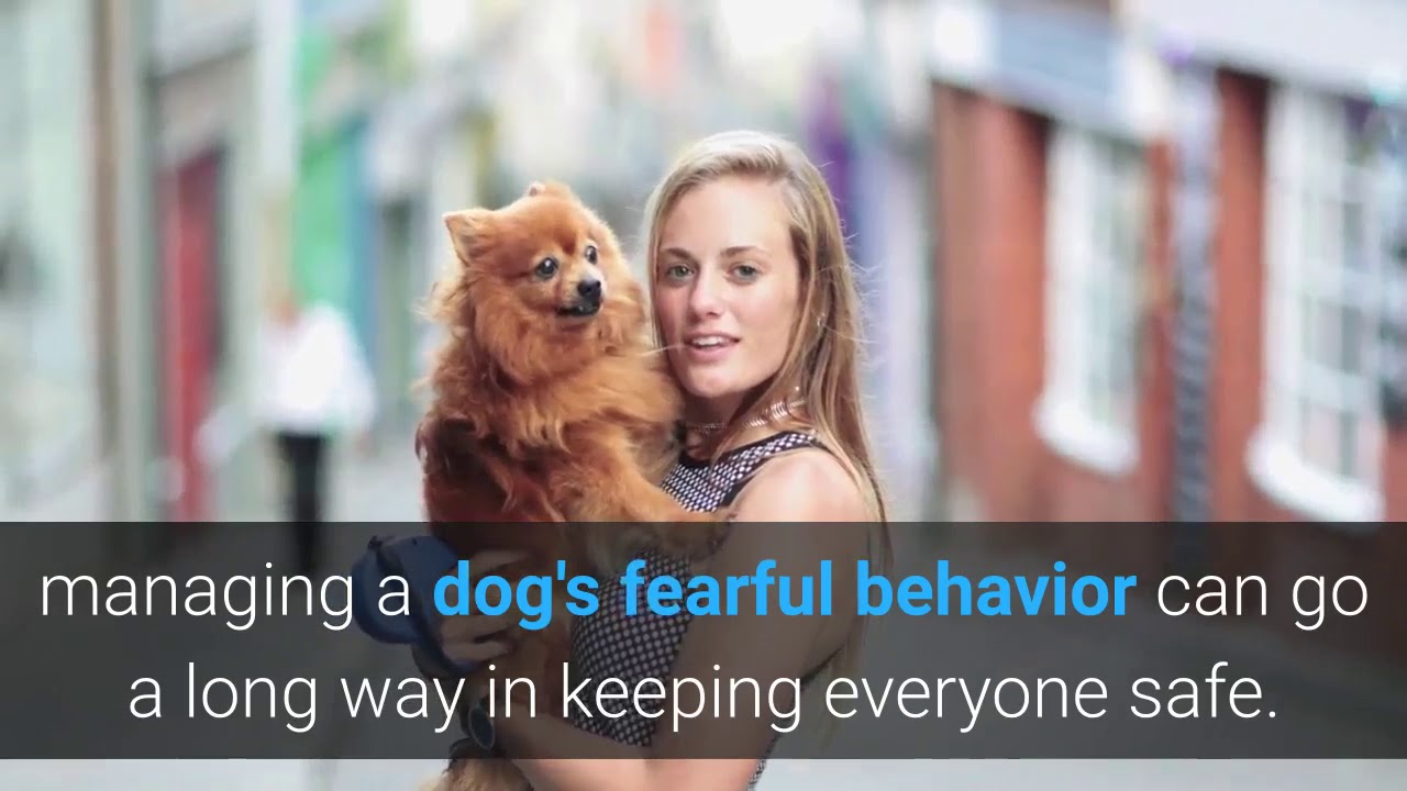 causes of fear in dogs YouTube