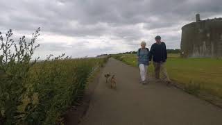 Frank and Poppy Border Terriers