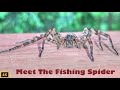 Dark Fishing Spider Facts