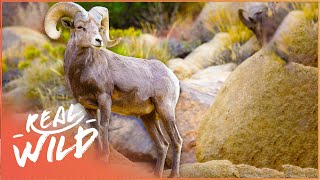 The Dangerous Lives Of The Bighorn Sheep Of The Rocky Mountains | Wild America | Real Wild