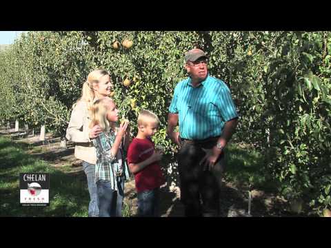 Video: Taylor's Gold Comice Pear - Taylor's Gold Pear Info And Care