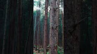 Pine tree forest at dawn | 새벽 잣나무숲 #Pine_tree #drone #forest