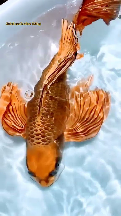MAINAN BARU | WAJIB PUNYA KOI SLAYER || KOI BUTTERFLY BLACK GOLD #fish #shorts #short